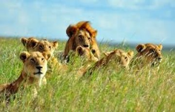 Family Getaway 5 Days 4 Nights Ngorongoro Trip Package