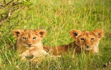 Ecstatic 6 Days 5 Nights Serengeti Vacation Package