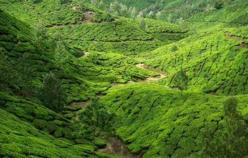 Ecstatic 6 Days 5 Nights Munnar, Alleppey with Cochin Trip Package