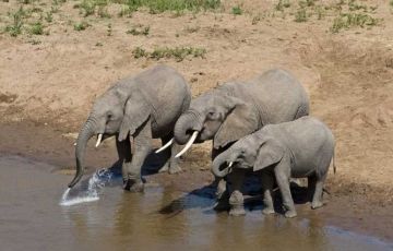 Experience 2 Days 1 Night Arusha with Tarangire Trip Package
