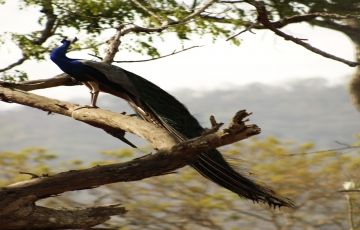 Adventurous Masinagudi