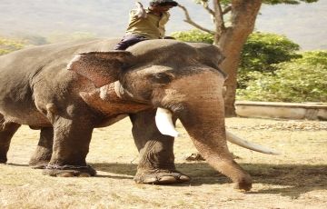 Adventurous Masinagudi