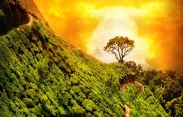 Munnar, Alleppey and Varkala Tour Package for 5 Days 4 Nights from Kochi