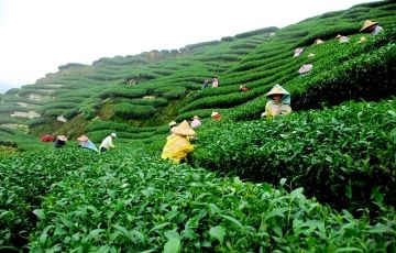 Family Getaway 4 Days 3 Nights Darjeeling Holiday Package