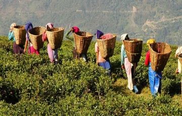 Family Getaway 4 Days 3 Nights Darjeeling Holiday Package