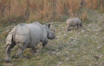 Kaziranga Tour 2Nights/3Days