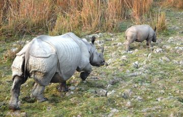 Pleasurable 3 Days 2 Nights Kaziranga Tour Package