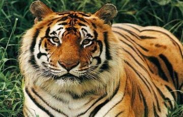 Amazing 3 Days 2 Nights Corbett National Park Holiday Package