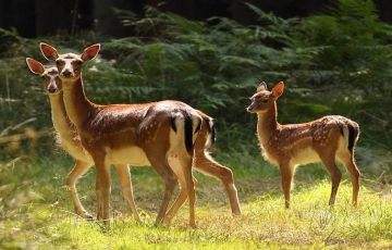 Amazing 3 Days 2 Nights Corbett National Park Holiday Package