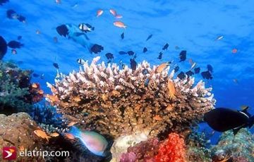 Cheap Andaman Tour
