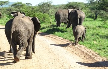 Amazing 10 Days 9 Nights Zanzibar Tour Package