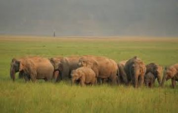 JIm Corbett Tour Package from New Delhi