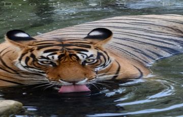 Best 6 Days 5 Nights Corbett Tiger Reserve, Nainital with Kausani Holiday Package