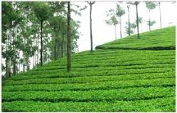 Best 5 Days 4 Nights Cochin, Munnar, Thekkady with Alleppey Tour Package