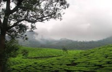 Heart-warming 6 Days 5 Nights Cochin, Munnar with Alleppey Tour Package