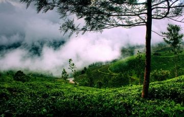 6 Days Cochin to Munnar Vacation Package