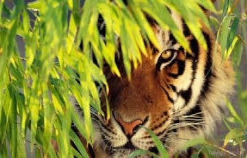 Memorable 6 Days 5 Nights Munnar, Thekkady, Kumarakom and Alleppey Trip Package