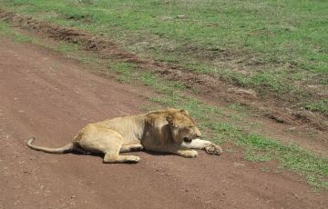 Family Getaway Ngorongoro Tour Package for 4 Days 3 Nights