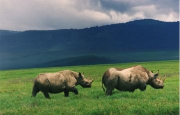 Family Getaway Ngorongoro Tour Package for 4 Days 3 Nights