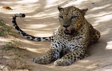 Pleasurable 6 Days 5 Nights Colombo, Kandy with Nuwara Eliya Holiday Package