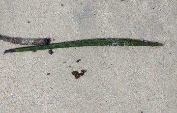 Ecstatic 5 Days 4 Nights Port Blair Tour Package