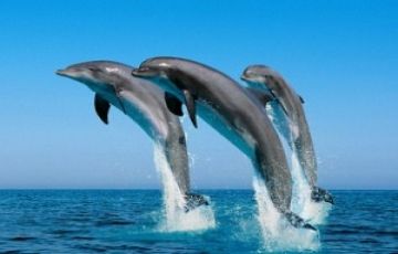 Experience 5 Days 4 Nights Puri, Konark, Chilka and Bhubaneswar Vacation Package