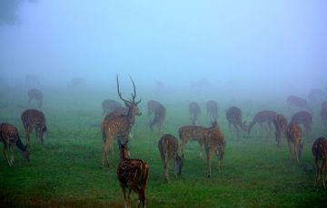 Heart-warming 14 Days 13 Nights Thiruvananthapuram, Periyar, Kumarakom with Alleppey Tour Package