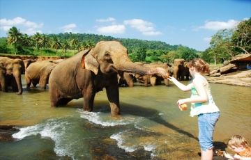 Family Getaway 3 Days 2 Nights Colombo, Kandy, Pinnawala and Peradeniya Tour Package