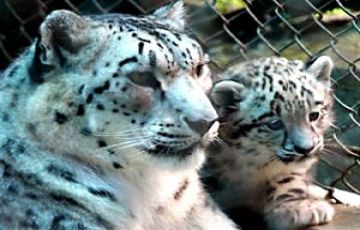 Memorable 6 Days 5 Nights Bagdogra, Darjeeling and Gangtok Holiday Package