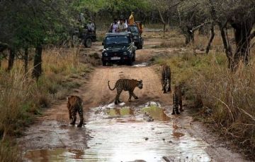 Best 5 Days 4 Nights Ranthambore Trip Package