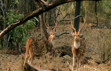 4 Days New Delhi to Corbett Holiday Package