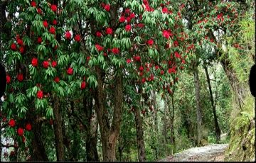 Magical Shimla Tour Package for 4 Days 3 Nights