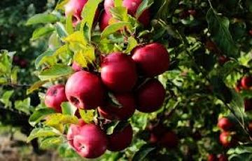 Ecstatic Gulmarg Tour Package for 4 Days 3 Nights