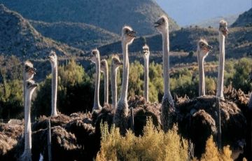 Family Getaway 9 Days 8 Nights Cape Town Tour Package