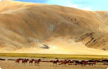 Best Leh Tour Package for 10 Days 9 Nights