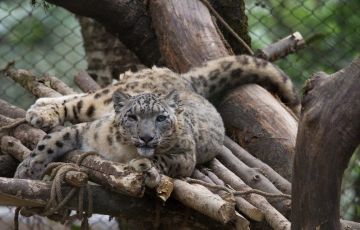 Magical 11 Days 10 Nights Darjeeling Trip Package