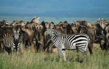 Arusha, Serengeti National Park with Ngorongoro Crater Tour Package for 6 Days 5 Nights