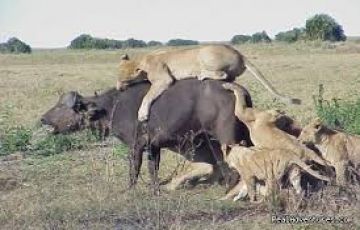 Arusha, Serengeti National Park with Ngorongoro Crater Tour Package for 6 Days 5 Nights