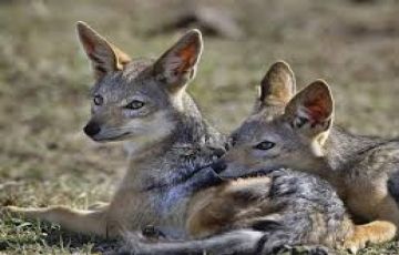 Arusha, Serengeti National Park with Ngorongoro Crater Tour Package for 6 Days 5 Nights