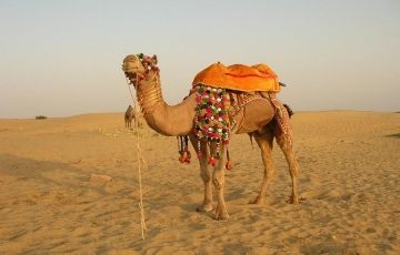 3 Days 2 Nights Jodhpur with Jaisalmer Holiday Package