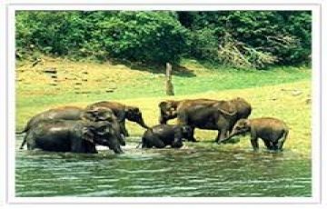 Amazing 10 Days 9 Nights Cochin, Munnar, Thekkady, Kumarakom, Alleppey, Kovalam with Trivandrum Vacation Package