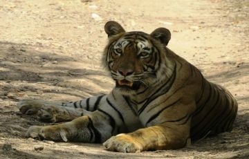 Ranthambore Delight 01Nights / 02 Days
