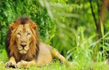 Best 6 Days 5 Nights Dwarka, Somnath and Sasan Tour Package