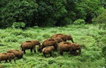 Amazing 5 Days 4 Nights Munnar Trip Package