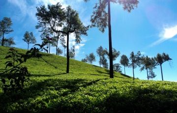 Magical 7 Days 6 Nights Munnar, Thekkady, Alappuzha with Kovalam Tour Package