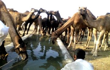 Memorable 4 Days 3 Nights Jhunjhunu Trip Package