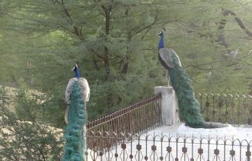 Memorable 4 Days 3 Nights Jhunjhunu Trip Package