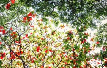 Best 7 Days 6 Nights Havelock Trip Package