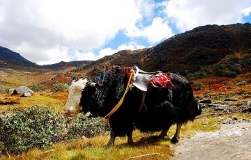 8 Days 7 Nights Gangtok Tour Package by The Blueberry Trails
