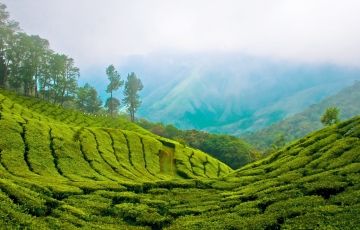 5 Days 4 Nights Munnar, Thekkady, Alleppey with Cochin Trip Package